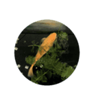 ふな goldfish（個別スタンプ：6）