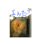 ふな goldfish（個別スタンプ：8）