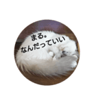ネコの反論(アメショー・ラグドール)（個別スタンプ：3）