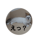 ネコの反論(アメショー・ラグドール)（個別スタンプ：4）