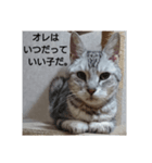 ネコの反論(アメショー・ラグドール)（個別スタンプ：6）