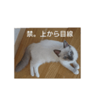 ネコの反論(アメショー・ラグドール)（個別スタンプ：7）