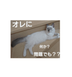 ネコの反論(アメショー・ラグドール)（個別スタンプ：8）