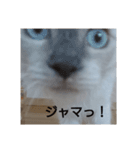 ネコのつぶやき(アメショー・ラグドール)（個別スタンプ：1）