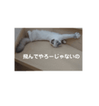 ネコのつぶやき(アメショー・ラグドール)（個別スタンプ：5）