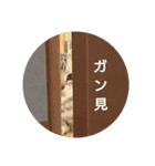 ネコのつぶやき(アメショー・ラグドール)（個別スタンプ：8）