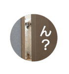ネコのつぶやき(アメショー・ラグドール)（個別スタンプ：9）