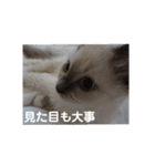 ネコのつぶやき(アメショー・ラグドール)（個別スタンプ：14）