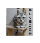 ネコのつぶやき(アメショー・ラグドール)（個別スタンプ：15）