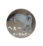 ネコのつぶやき(アメショー・ラグドール)（個別スタンプ：16）