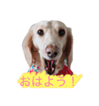 カニンヘンダックスのララちゃん〜日常編〜（個別スタンプ：1）
