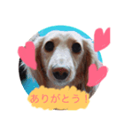 カニンヘンダックスのララちゃん〜日常編〜（個別スタンプ：3）