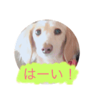 カニンヘンダックスのララちゃん〜日常編〜（個別スタンプ：5）