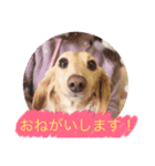 カニンヘンダックスのララちゃん〜日常編〜（個別スタンプ：7）