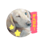 カニンヘンダックスのララちゃん〜日常編〜（個別スタンプ：8）