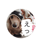 カニンヘンダックスのララちゃん〜日常編〜（個別スタンプ：12）