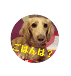 カニンヘンダックスのララちゃん〜日常編〜（個別スタンプ：15）