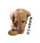 カニンヘンダックスのララちゃん〜日常編〜（個別スタンプ：16）