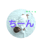 ベビリリちゃん（個別スタンプ：21）