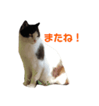 zoo U・x・U 動物たちの声（個別スタンプ：8）