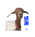 zoo U・x・U 動物たちの声（個別スタンプ：15）