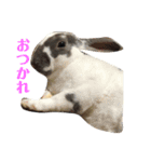 zoo U・x・U 動物たちの声（個別スタンプ：16）