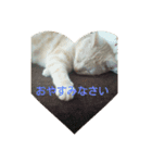 猫姫（個別スタンプ：2）