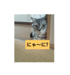 猫姫（個別スタンプ：4）