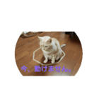 猫姫（個別スタンプ：6）