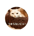 猫姫（個別スタンプ：8）