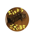 チャーとミエルと時々モカ（個別スタンプ：2）