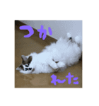 チャーとミエルと時々モカ（個別スタンプ：3）