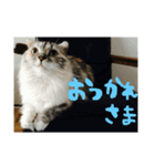 チャーとミエルと時々モカ（個別スタンプ：4）