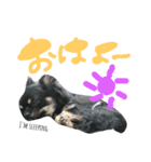 チワワのキララくん とハムスター達（個別スタンプ：1）