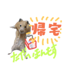 チワワのキララくん とハムスター達（個別スタンプ：7）