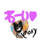チワワのキララくん とハムスター達（個別スタンプ：19）