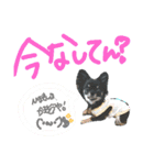 チワワのキララくん とハムスター達（個別スタンプ：20）