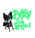 チワワのキララくん とハムスター達（個別スタンプ：21）