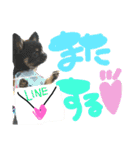 チワワのキララくん とハムスター達（個別スタンプ：30）