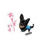 チワワのキララくん とハムスター達（個別スタンプ：31）