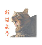 ウチのねこたち（個別スタンプ：3）