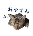 ウチのねこたち（個別スタンプ：4）