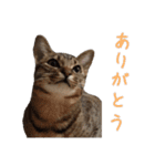ウチのねこたち（個別スタンプ：5）