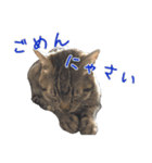 ウチのねこたち（個別スタンプ：6）