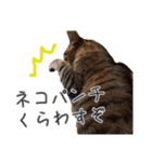 ウチのねこたち（個別スタンプ：8）