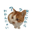 ウチのねこたち（個別スタンプ：10）