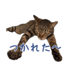 ウチのねこたち（個別スタンプ：12）