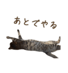 ウチのねこたち（個別スタンプ：13）