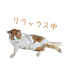 ウチのねこたち（個別スタンプ：14）