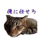 ウチのねこたち（個別スタンプ：15）